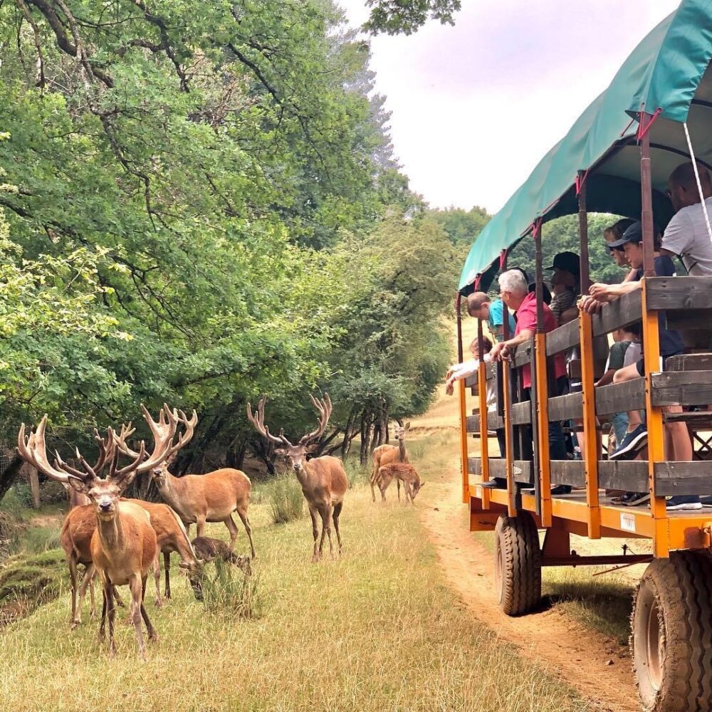 Le parc animalier Parc Animalier St Hubert